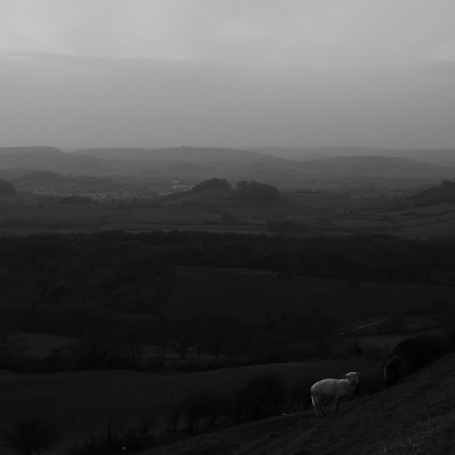 hill efs1855mm england englishcountryside eggardonhill blackandwhite blackwhite bw black white westdorset dorset sheep atmosphere atmospheric monochrome moody mood field lookingatyou canon canoneos750d canon750d south southwest landscape photography photograph countryside animals square 11 crop nature overcast winter cold wind blustery gloom gloomy