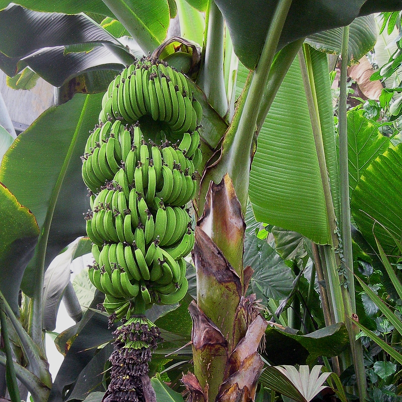 In Rainforest Biome.  Banana Bunch