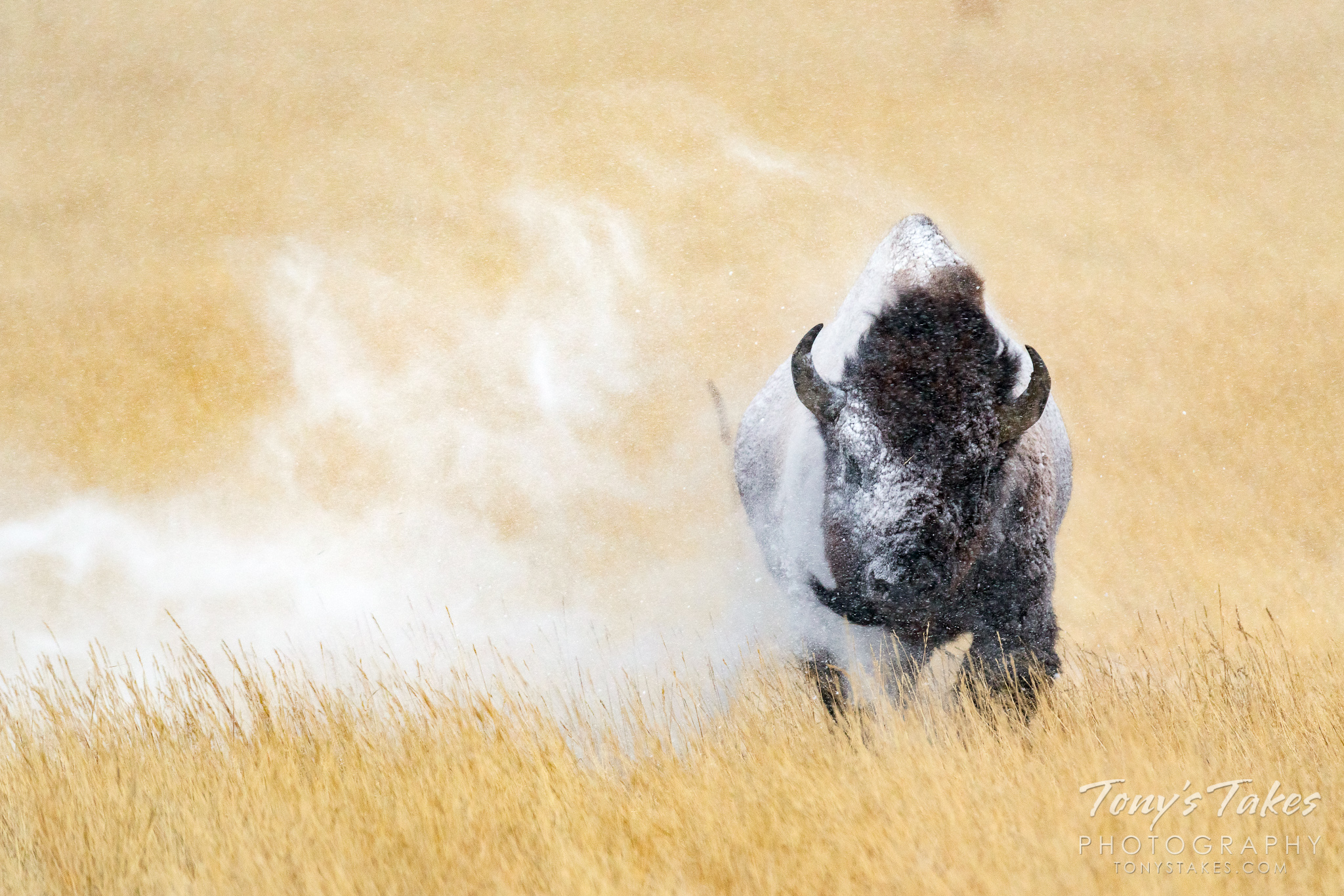 A bison bull shakes snow off his body at the Rocky Mountain Arsenal National Wildlife Refuge. (© Tony’s Takes)