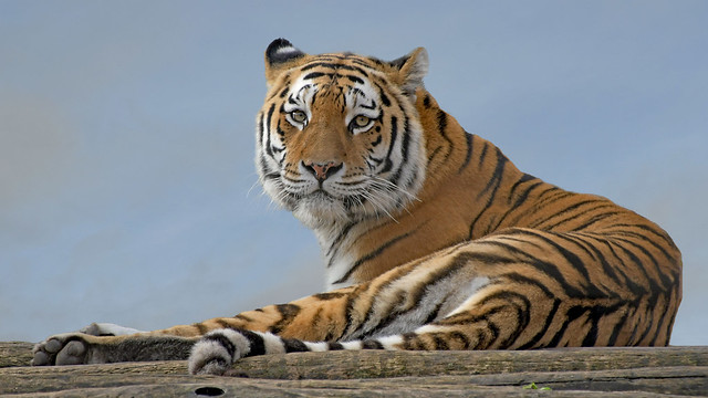 sibirischer Tiger