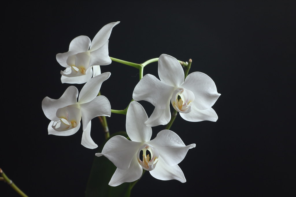 Aphrodite phalaenopsis 蘭花的故事: Phalaenopsis