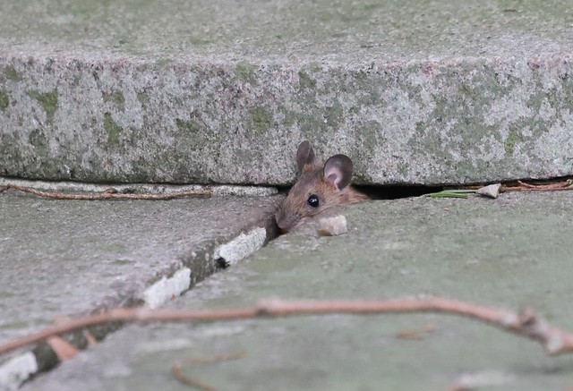 Skovmus (Wood Mouse/Apodemus sylvaticus)