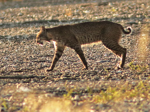 Bobcat large male 01-20200103