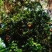 heirloom oranges at Washington Oaks Gardens State Park