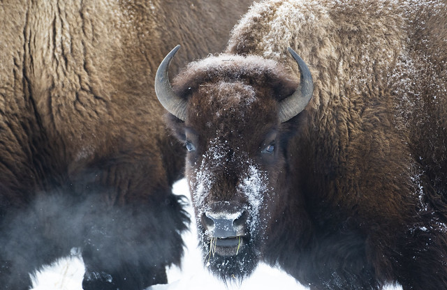 Frosty Bison.