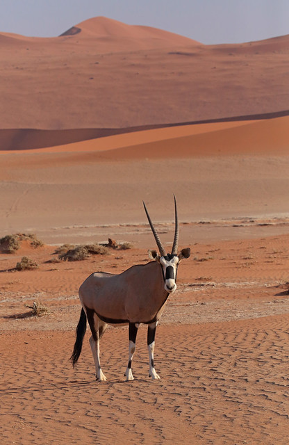 An Encounter With An Oryx