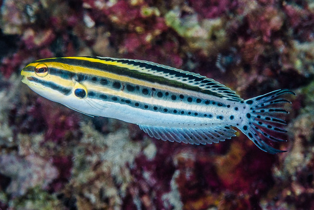 Striped fangblenny - Meiacanthus grammistes