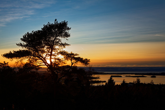 Tree at sunset with a bay in the background