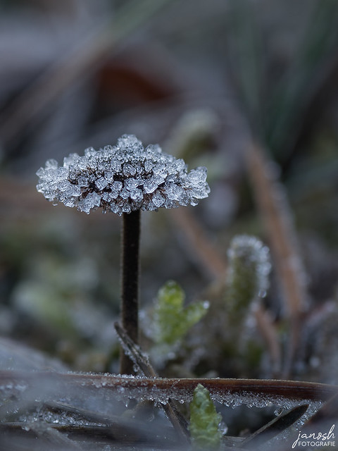Frosty mushroom