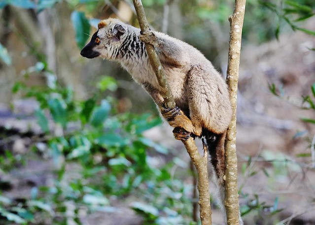 Common Brown Lemur Female (Eulemur fulvus)
