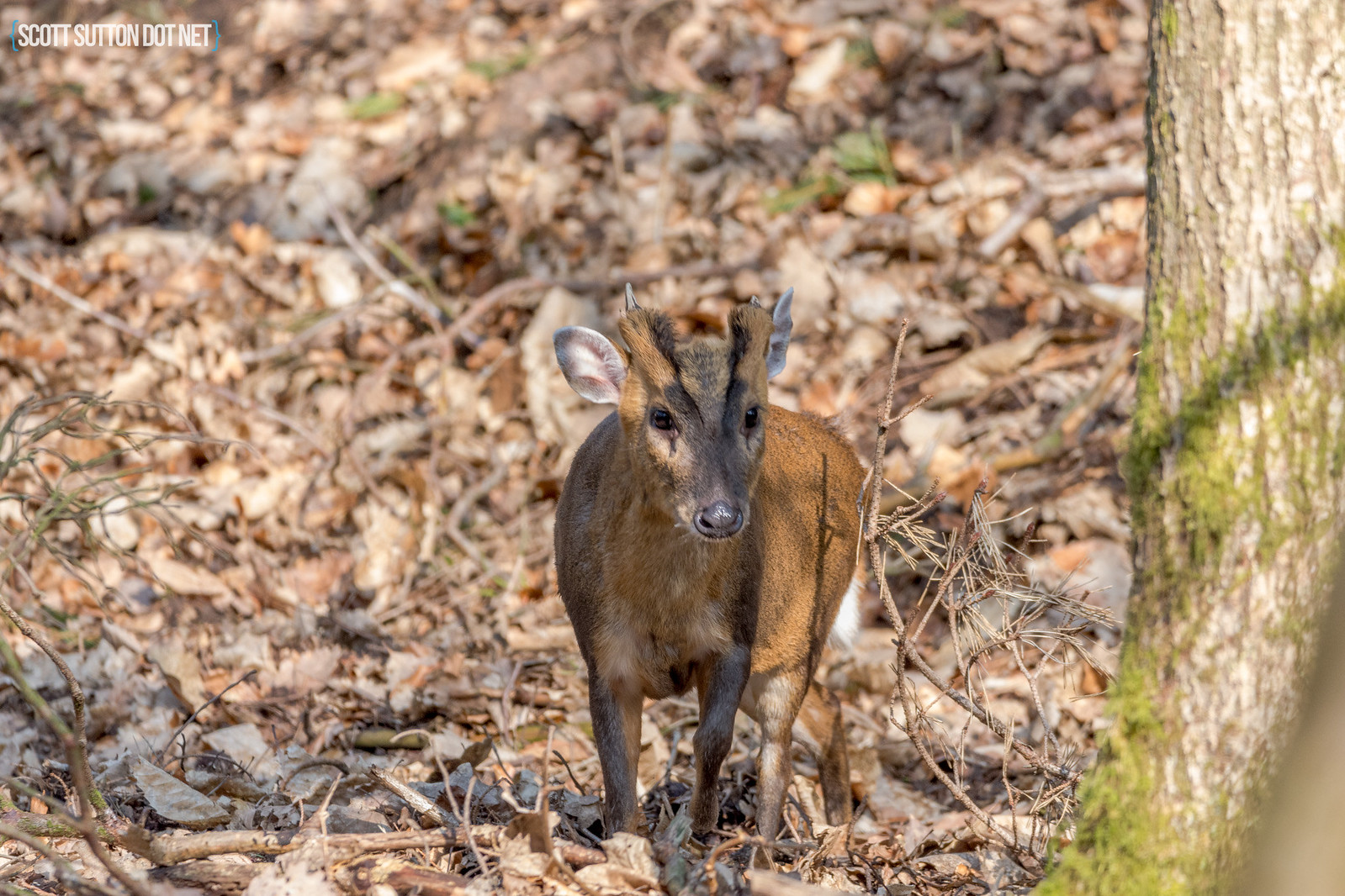 Muntjac Deer in the Forest Of Dean