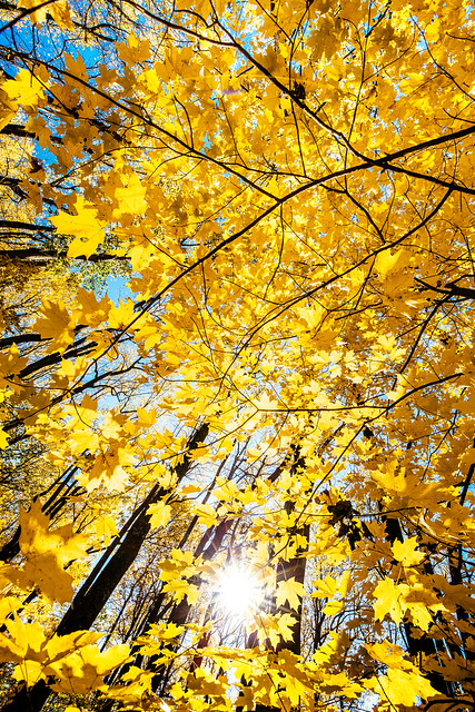 Autumn Trees [11.01.19]