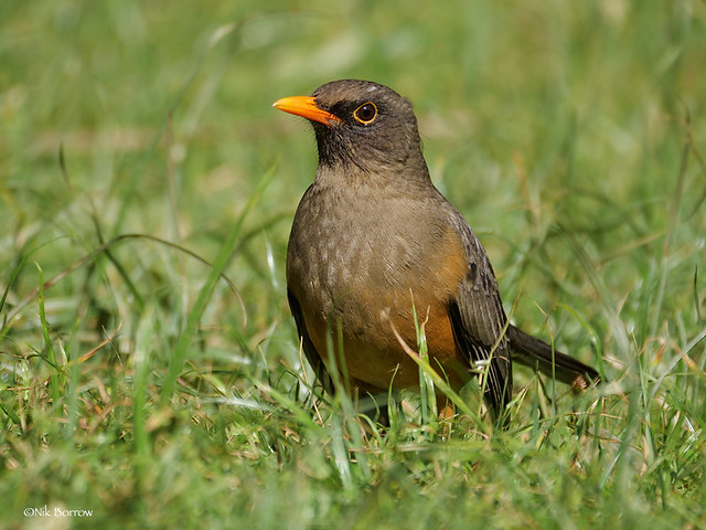 Northern Olive [Abyssinian] Thrush Turdus a. abyssinicus