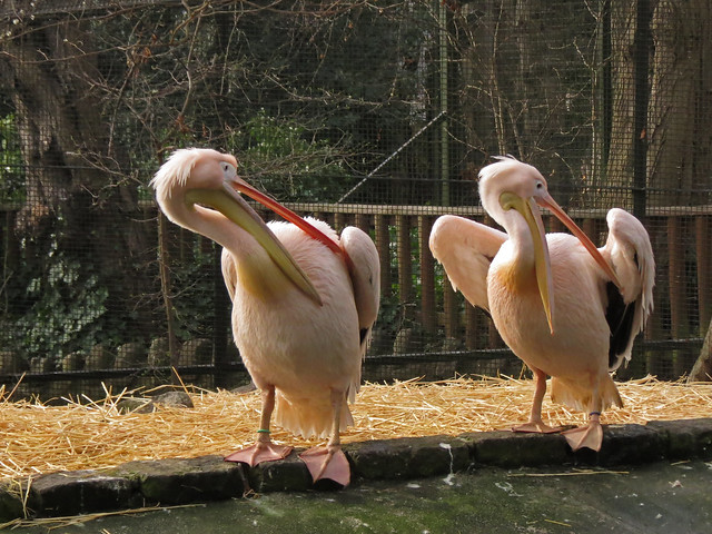 Eastern White Pelican, Edinburgh Zoo