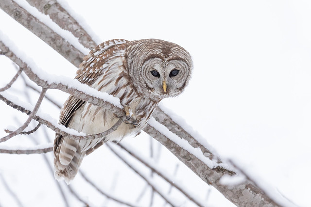 Sandbanks Provincial Park Barred Owl | Strix varia | Chouette rayée