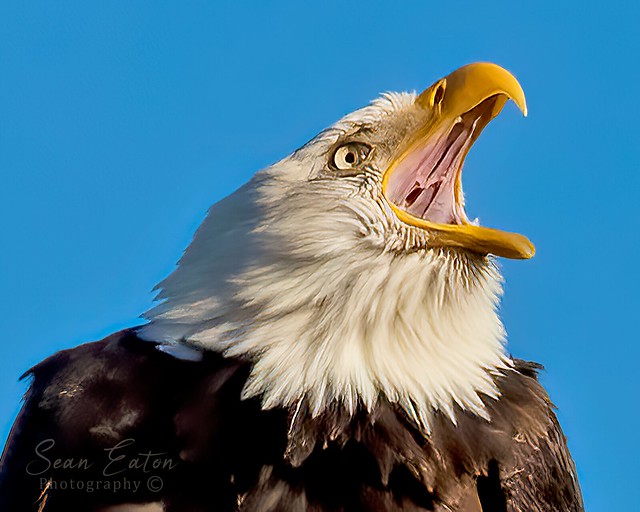 Yawning Bald Eagle