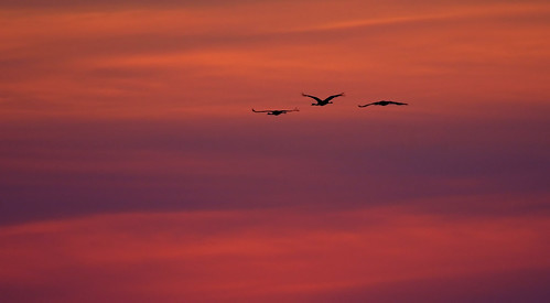nikond500 sigma50500mmf463 himmelmoor sunset sonnenuntergang colours farben kraniche cranes