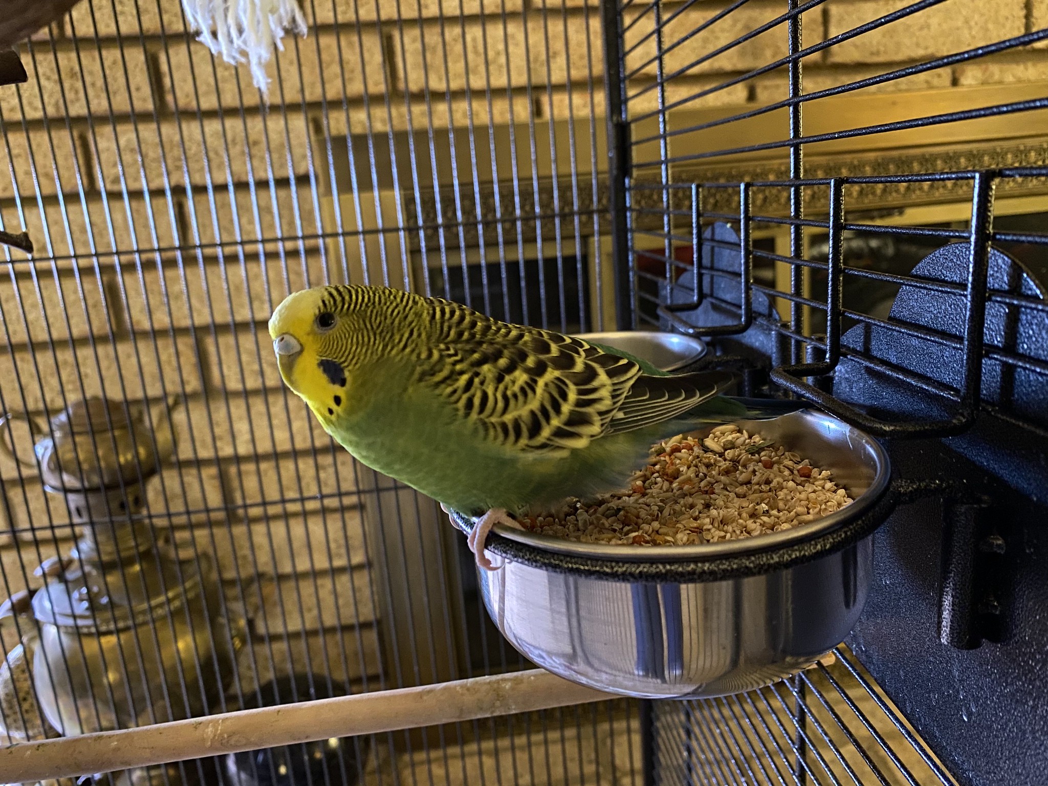 Hey internet, this is Fiji the ‘Keet  and he wants you to know, this seed is his!