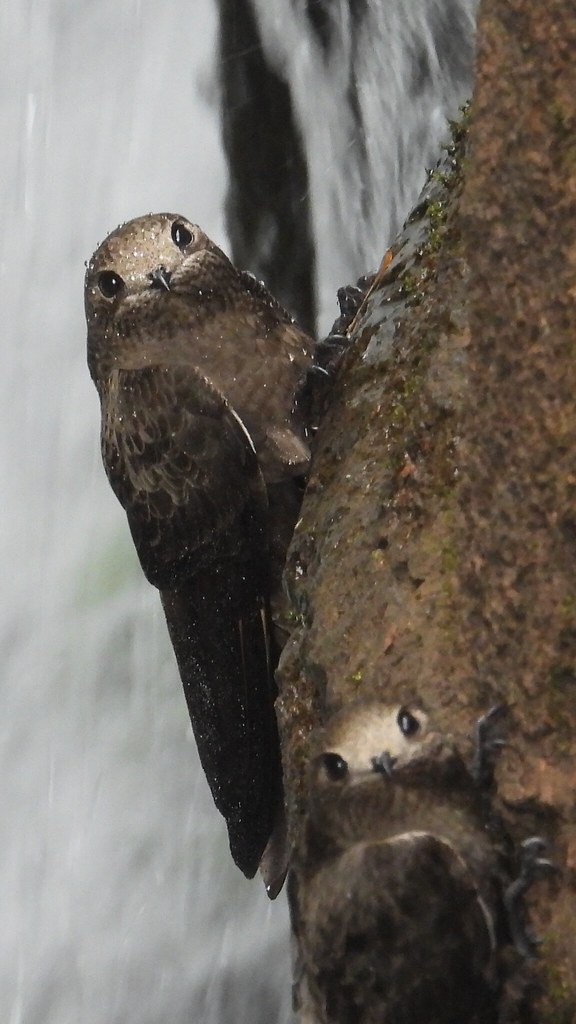 Great Dusky Swift - Vencejo de Cascada | Taperuçu-velho Grea… | Flickr