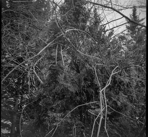 conifers vines winterlandscape asheville northcarolina bencinikoroll kodaktrix400 hc110developer 6x6 mediumformat monochrome monochromatic blackandwhite 120 120film film