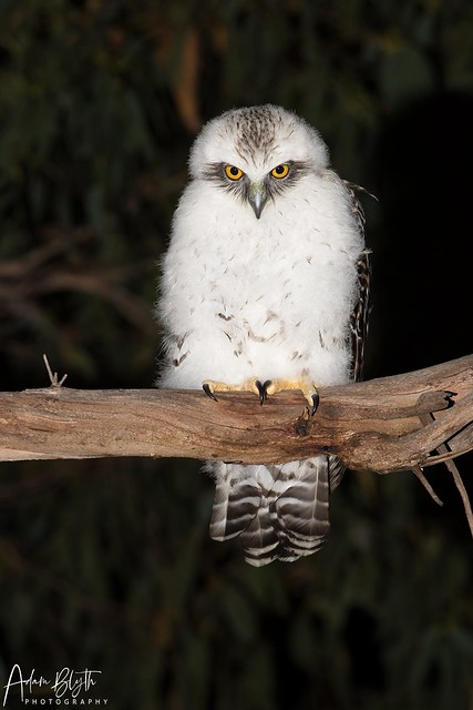 Powerful Owl