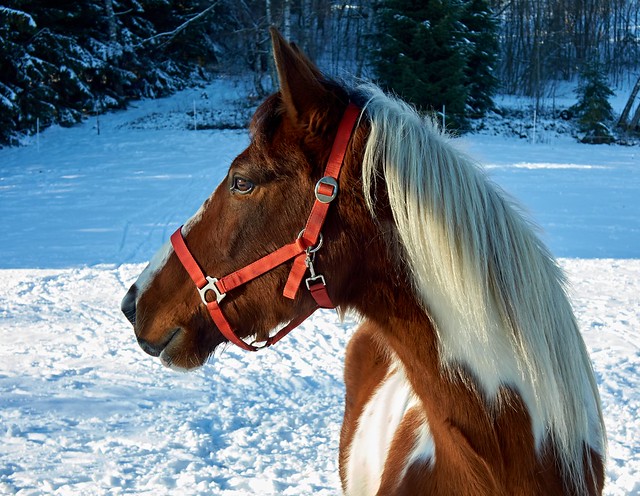 Winter horse portrait