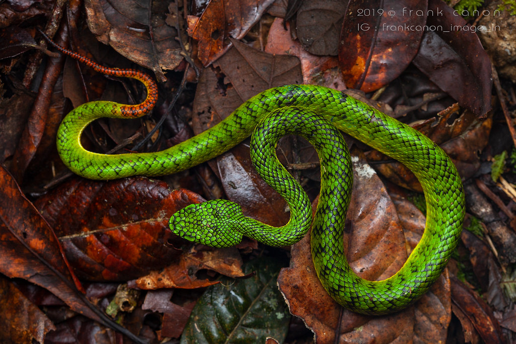 Trimeresurus malcolmi, subadult (Kinabalu NP, Borneo) | Flickr