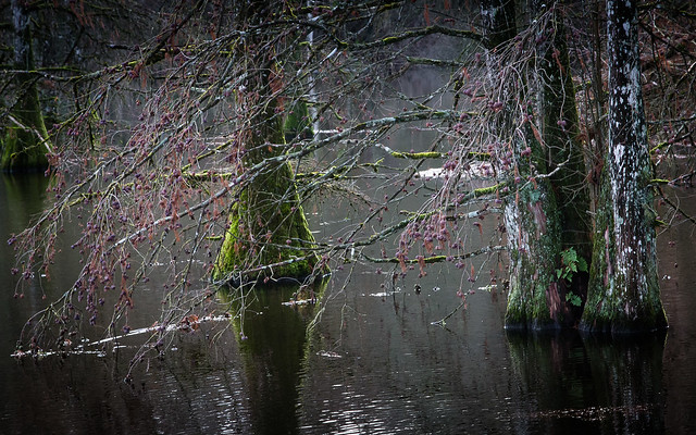 Etang de Boulieu.