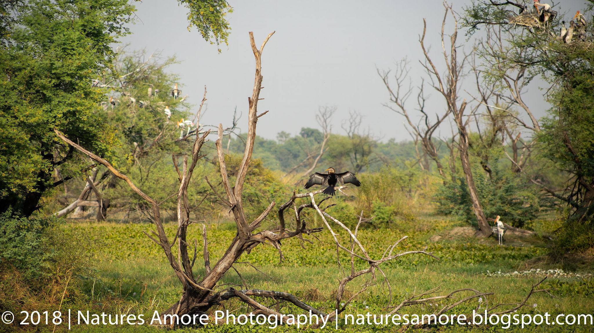Bharatpur Bird Sanctuary-47