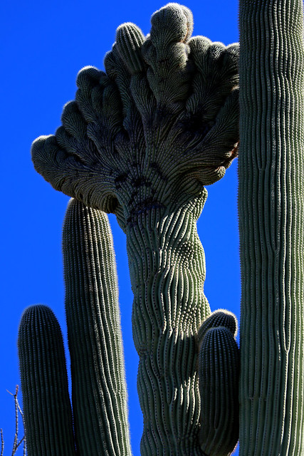 Strange Arizona:  Crested Saguaro Cactus