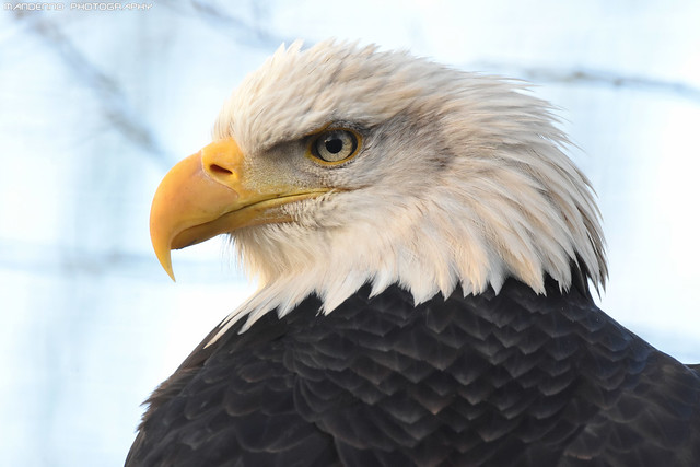 American sea eagle - Pairi Daiza