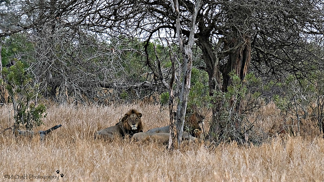Lion, Leeuwen (Panthera Leo)