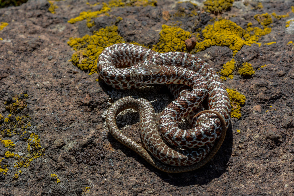 Eastern Yellow-bellied Racer | Eastern Yellow-bellied Racer … | Flickr