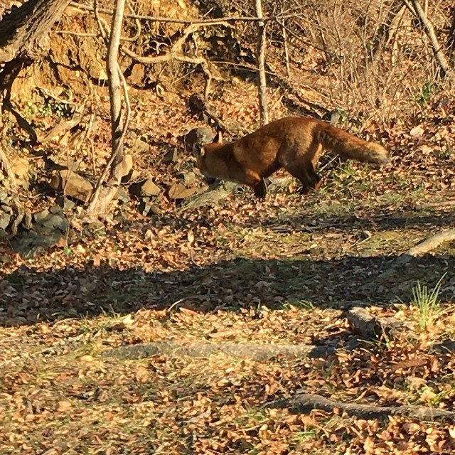 neighborhood fox