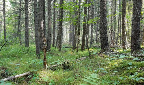 wetlands forestedwetland nature minnesota forest blackspruce piceamariana trees sedge