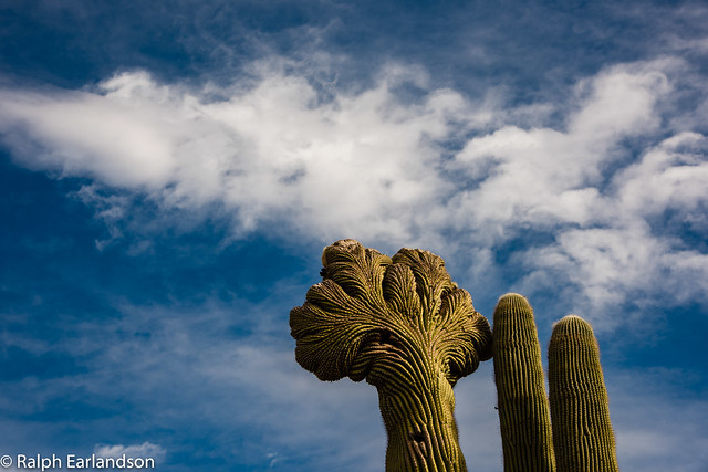 Saguaros and the Clouds