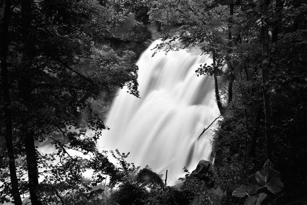 I Found So Many Pleasures to Give Life in the Forest and Woods (Black & White, Cuyahoga Valley National Park)