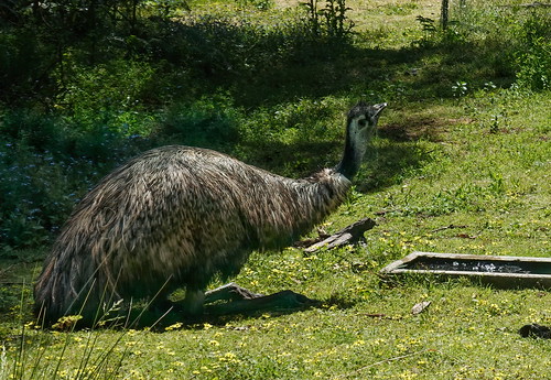 bird emu towerhillreserve add tags vogel vögel tiere animals laufvogel australia australien tower hill reserve victoria nature natur outdoor outside grass gras green gruen 016794 rx100m6