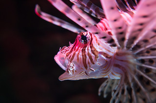 Lionfish | by Victor MP