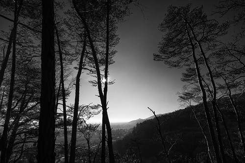fujix fujixpro2 blackwhite landscape bäume himmel trees landschaft zeiss zeisstouit12mm outside sky nature