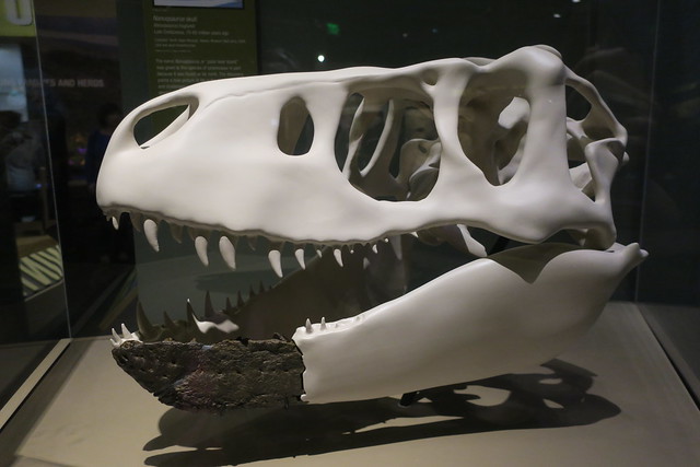 Dinosaur Skull-Fossil Fragment