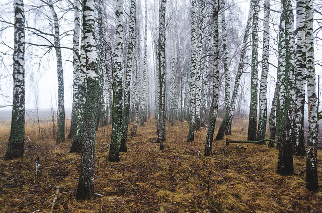 Birches with black and white birch bark in birch grove against background of other birches in foggy weather.