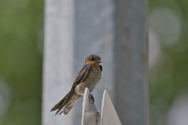 juvenile pacific swallow