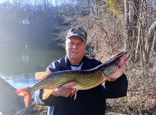 Photo of man holding a large chain pickerel at the water's edge