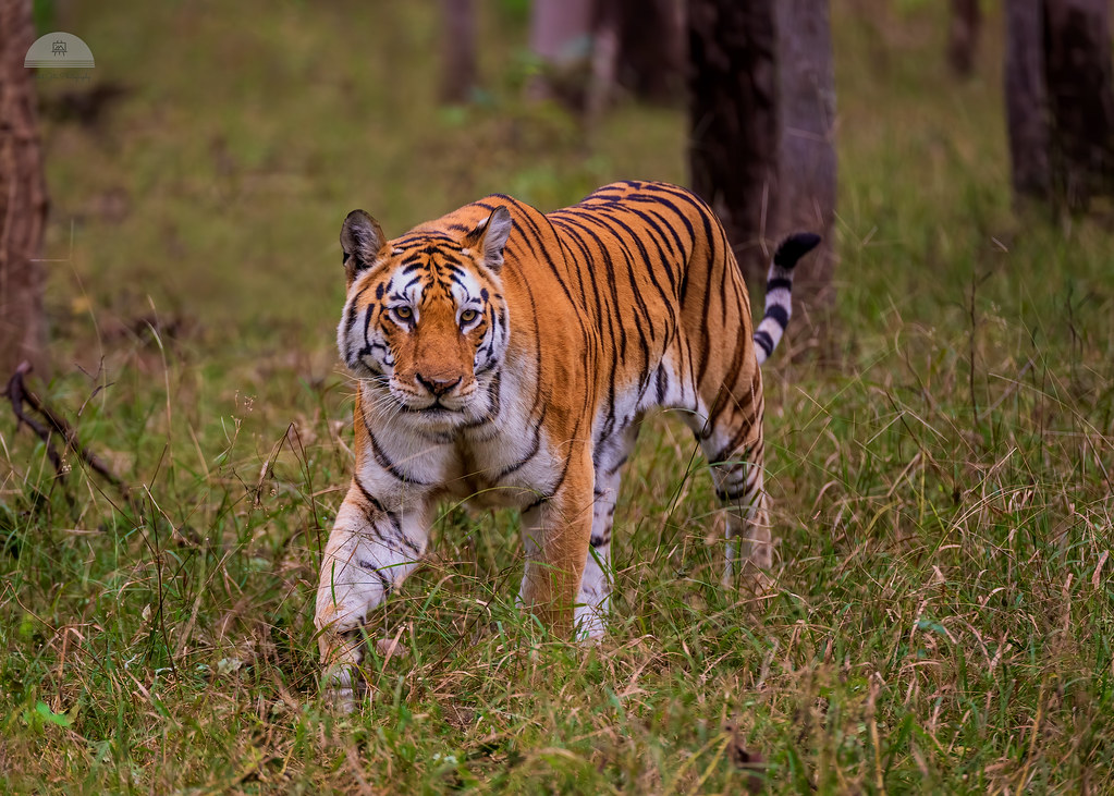 Collarwali (Hindi) aka Mataram Tigress_Pench NP, India - Flickr