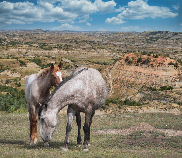 Wild Horses at Theodore Roosevelt National Park ND
