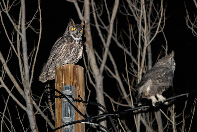 Who In The Heck Is This New Guy?!? Is Probably What This Great Horned Owl (Bubo Virginianus) Was Thinking. LOL