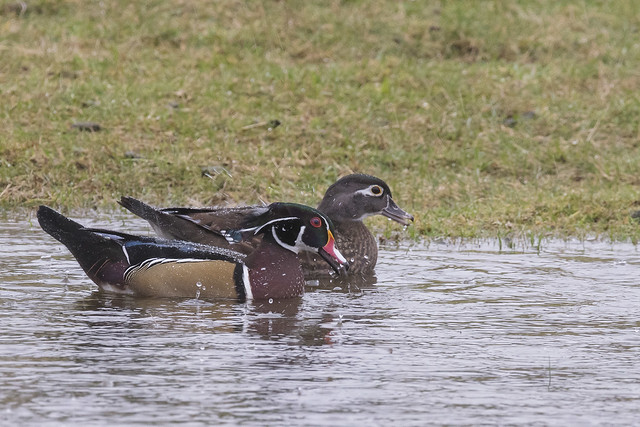 A dark and wet day for Woodies