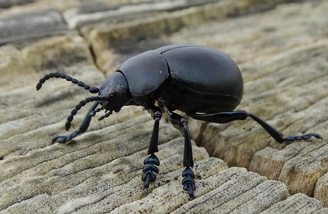 Bloody-nosed Beetle in Durlston Country Park, Dorset.