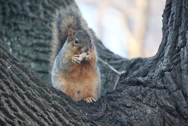 Fox Squirrels on a Mild Winter's Day in Ann Arbor at the University of Michigan - January 6th, 2020